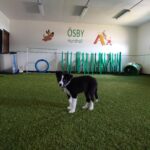 Svartvit hundvalp på konstgräsmatta inomhus med agilityhinder i bakgrunden